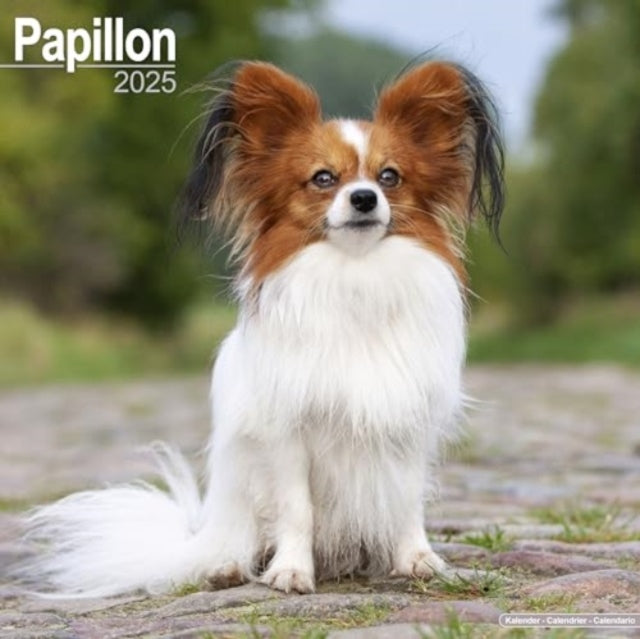 Papillon Calendar 2025  Square Dog Breed Wall Calendar - 16 Month