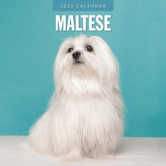 Maltese 2025 Square Wall Calendar