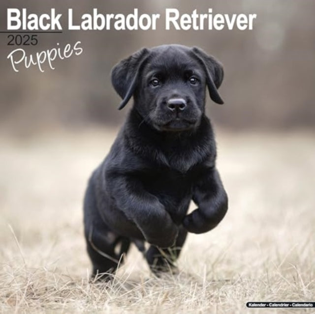 Black Labrador Puppies Calendar 2025  Square Dog Puppy Breed Wall Calendar - 16 Month