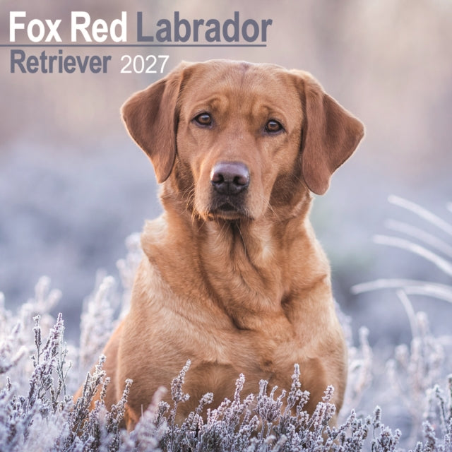 Labrador Retriever Fox Red Wall