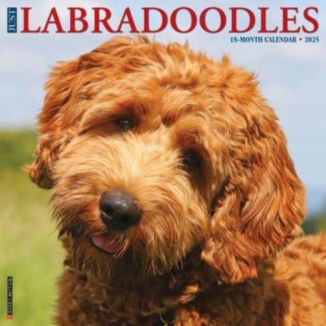 Just Labradoodles 2025 12 X 12 Wall Calendar