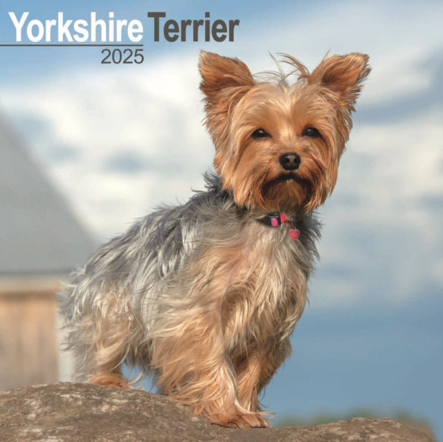 Yorkshire Terrier Square Wall Calendar 2025