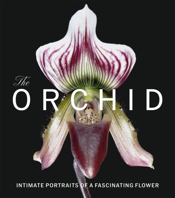 Orchid