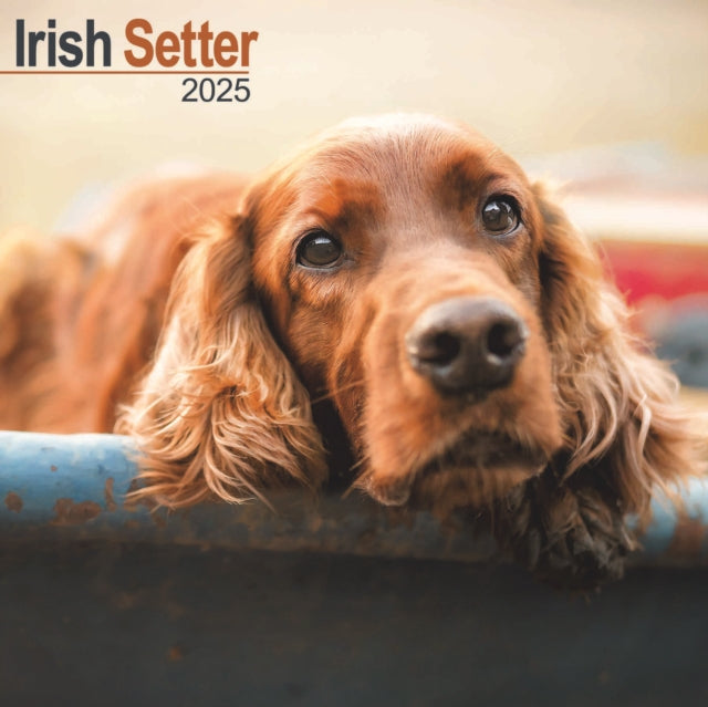 Irish Setter Square Wall Calendar 2025