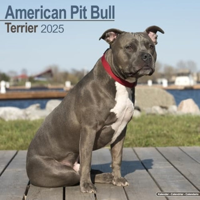 American Pit Bull terrier Calendar 2025  Square Dog Breed Wall Calendar - 16 Month