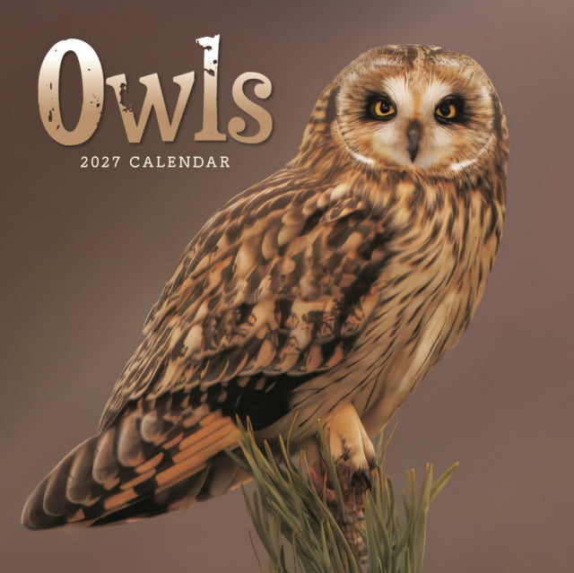 Owls Mini