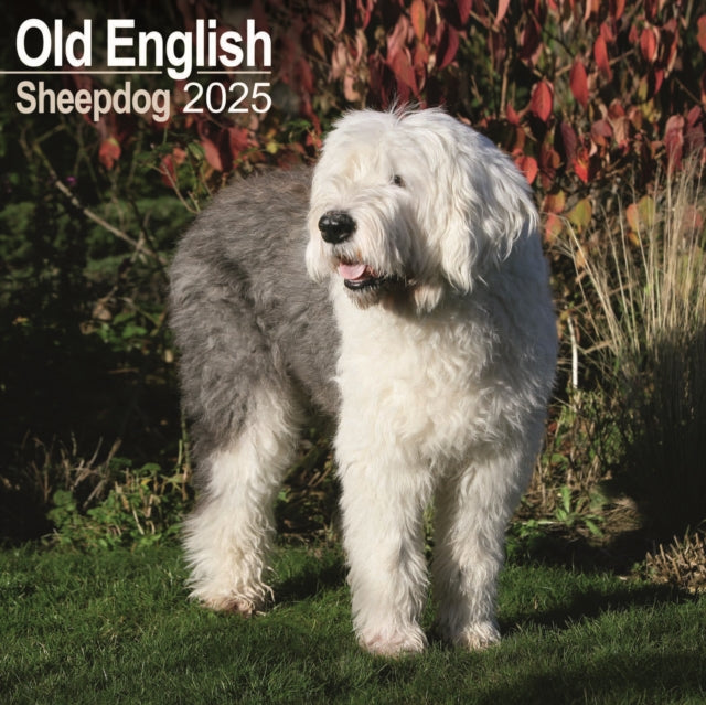 Old English Sheepdog Square Wall Calendar 2025