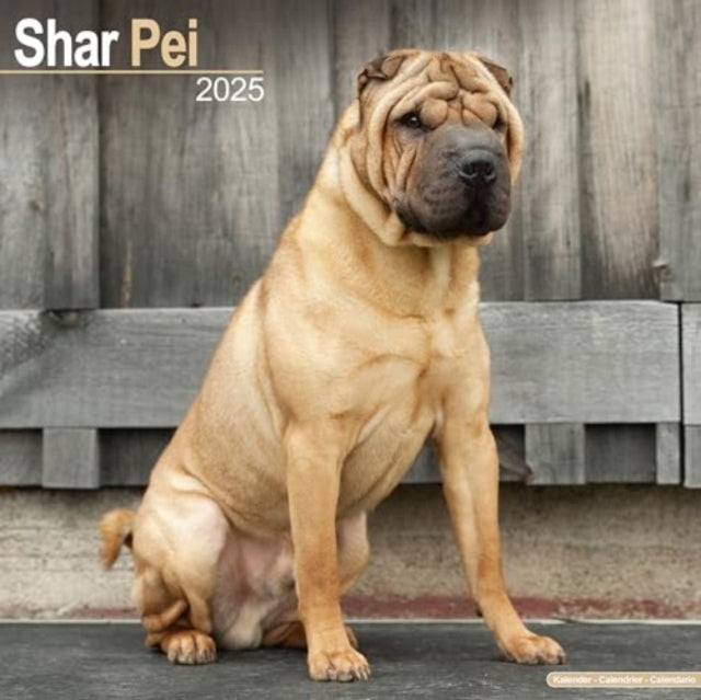 Shar Pei Calendar 2025  Square Dog Breed Wall Calendar - 16 Month