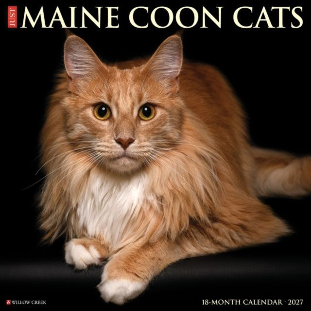 Maine Coon Cats 2027 Wall