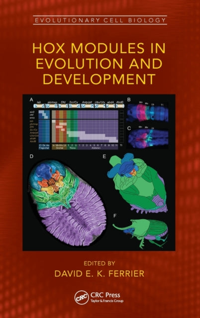 Hox Modules in Evolution and Development