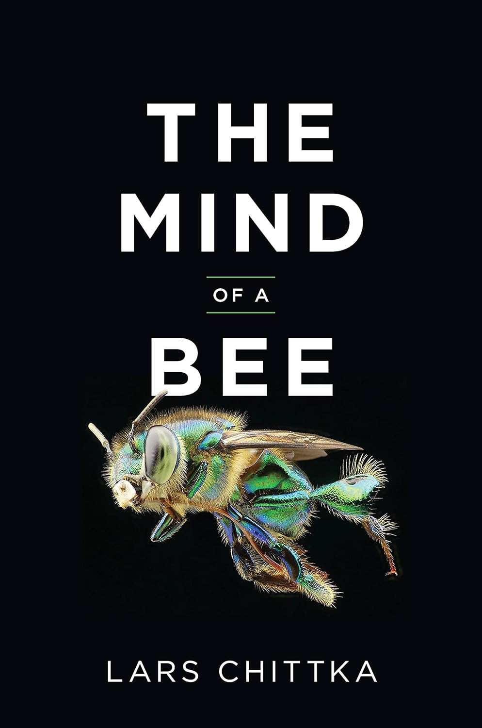 Mind of a Bee