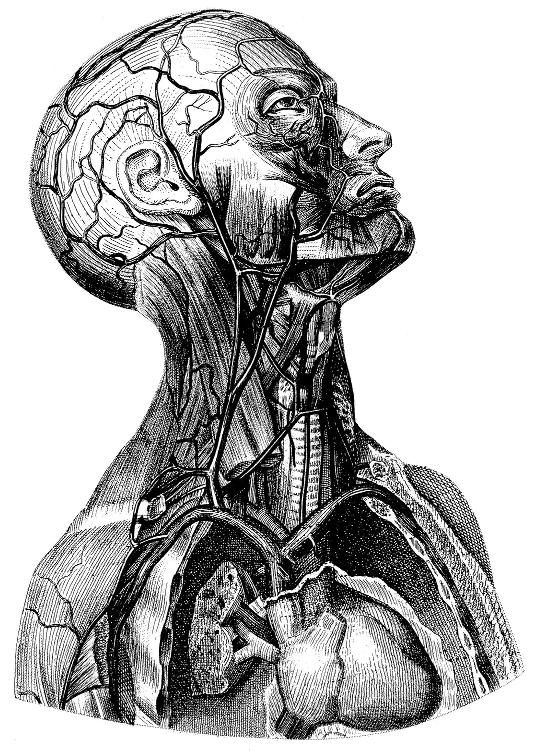 Psychology of Drawing