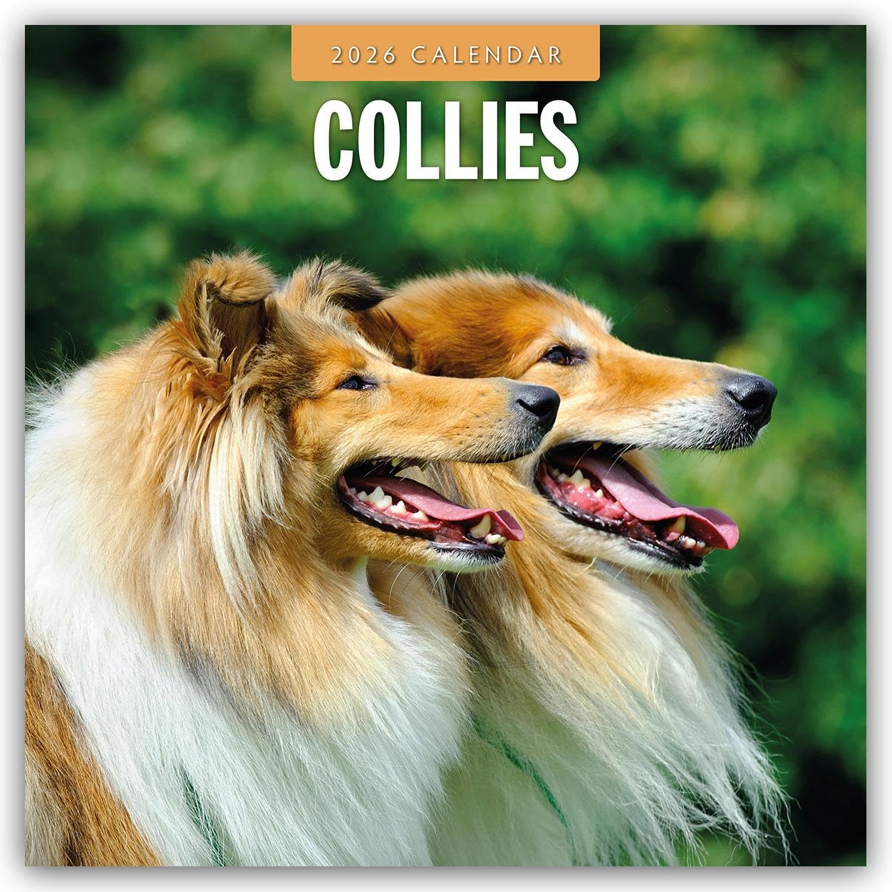 Collies 2026 Square Wall Calendar
