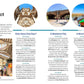 Lonely Planet Pocket Valencia