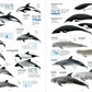 All the Mammals of the World