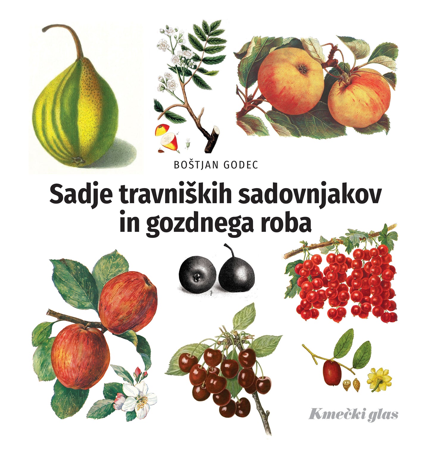 Sadje travniških sadovnjakov in gozdnega roba