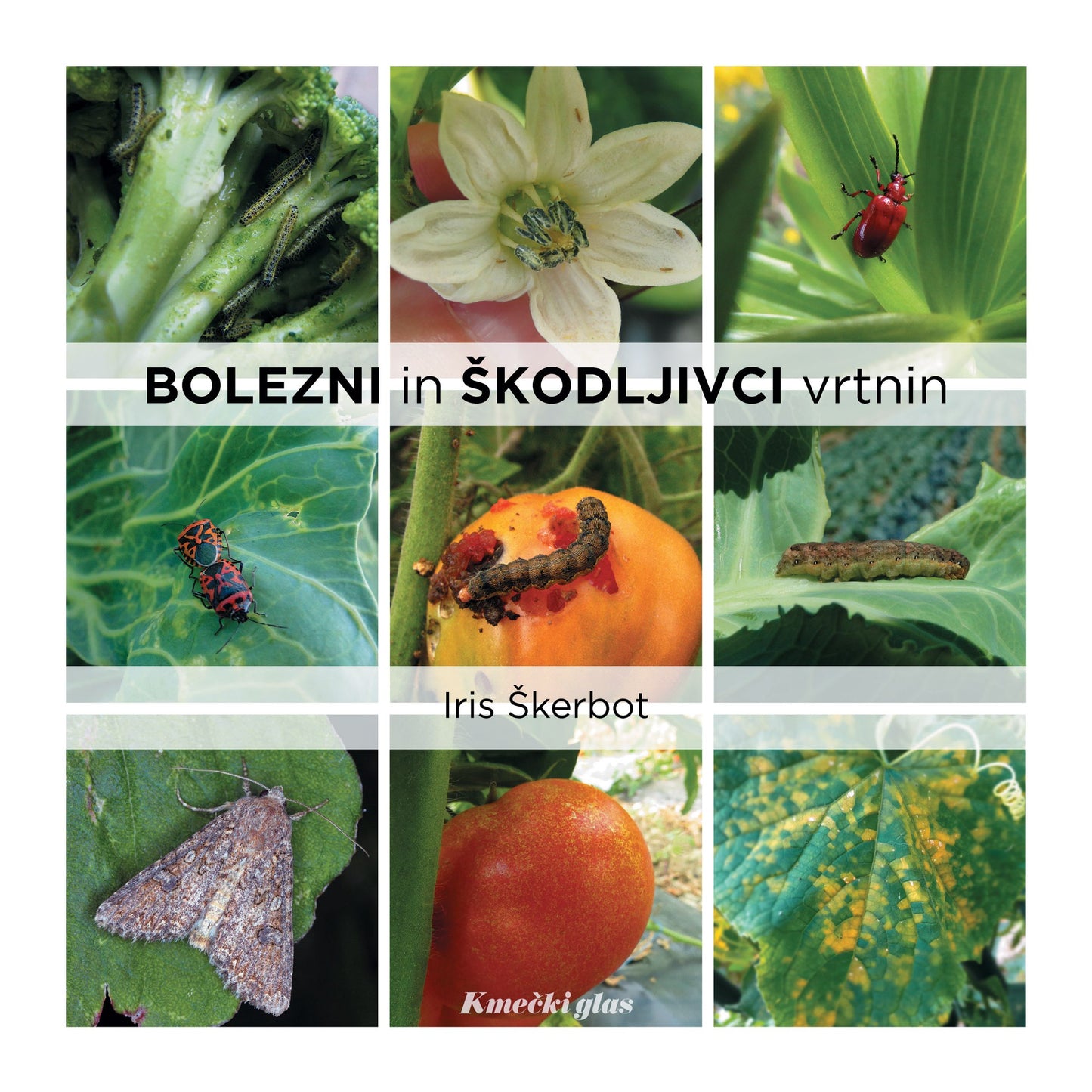 Bolezni in škodljivci vrtnin
