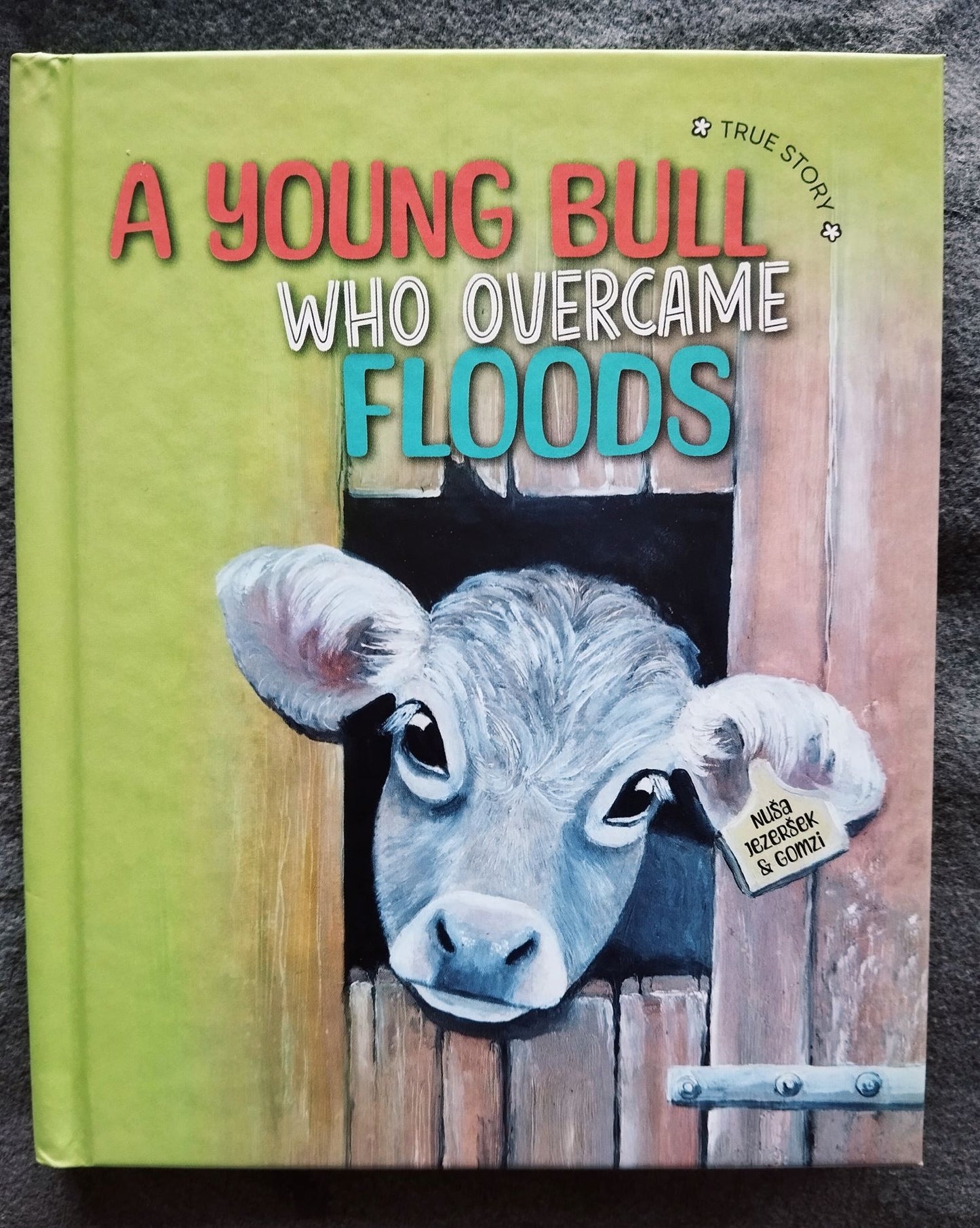 A young bull who overcame floods