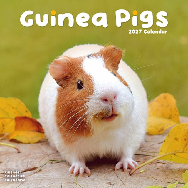 Guinea Pigs