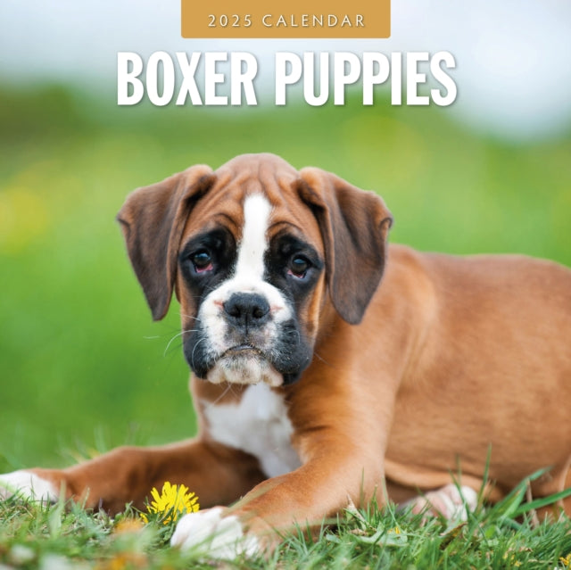 Boxer Puppies 2025 Square Wall Calendar