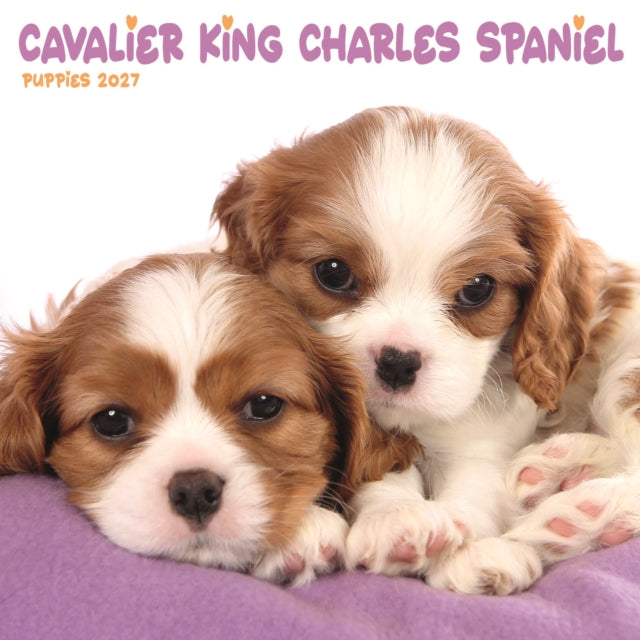 Cavalier King Charles Spaniel Puppies Mini