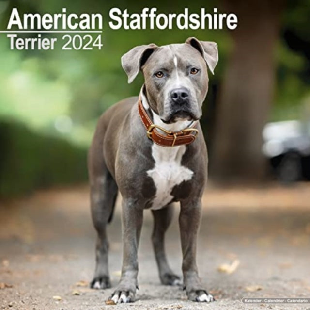 American Staffordshire Terrier Calendar 2024  Square Dog Breed Wall Calendar - 16 Month