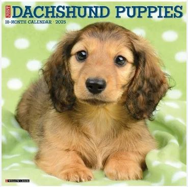 Just Dachshund Puppies 2025 30x30cm Wall Calendar