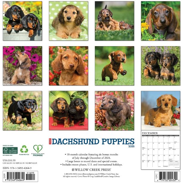 Just Dachshund Puppies 2025 30x30cm Wall Calendar