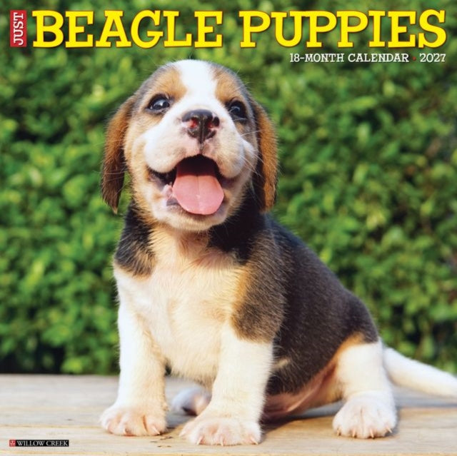 Beagle Puppies 2027 Wall