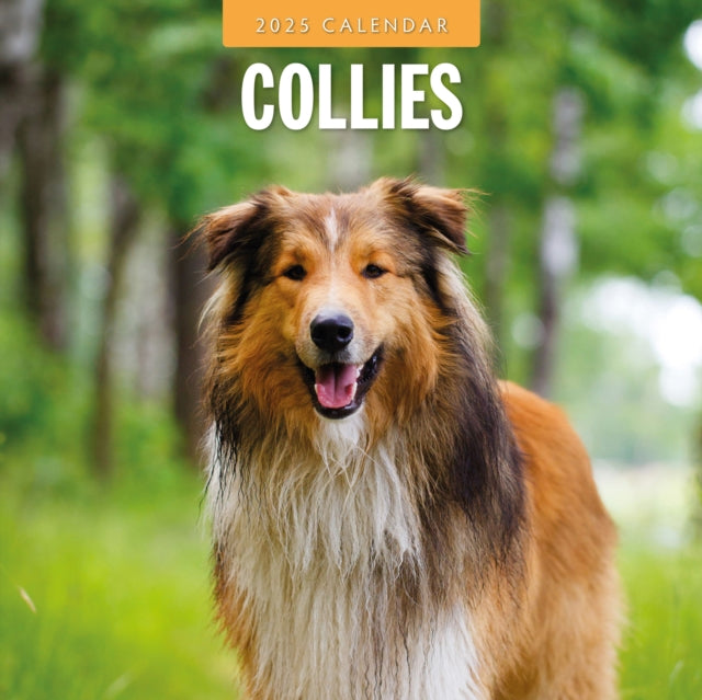 Collies 2025 Square Wall Calendar