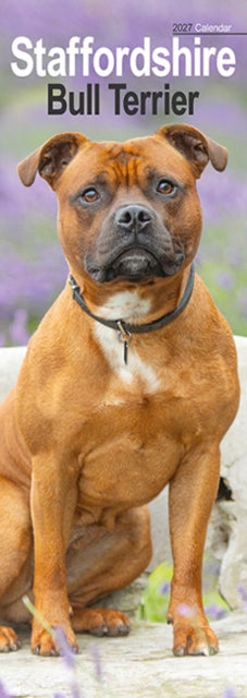 Staffordshire Bull Terrier Slim