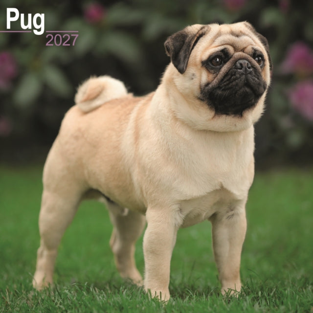 Pug Wall