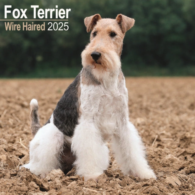 Fox Terrier Wirehaired Square Wall Calendar 2025