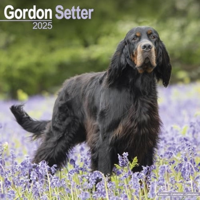 Gordon Setter Calendar 2025  Square Dog Breed Wall Calendar - 16 Month