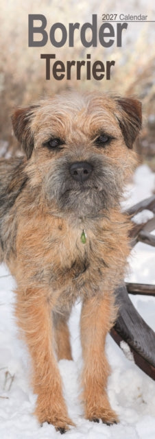 Border Terrier Slim