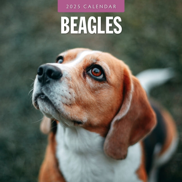 Beagles 2025 Square Wall Calendar