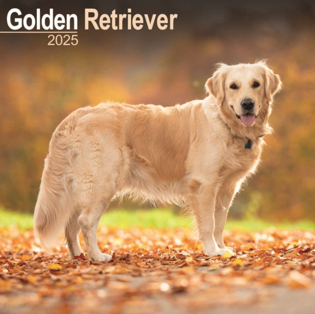 Golden Retriever Square Wall Calendar 2025