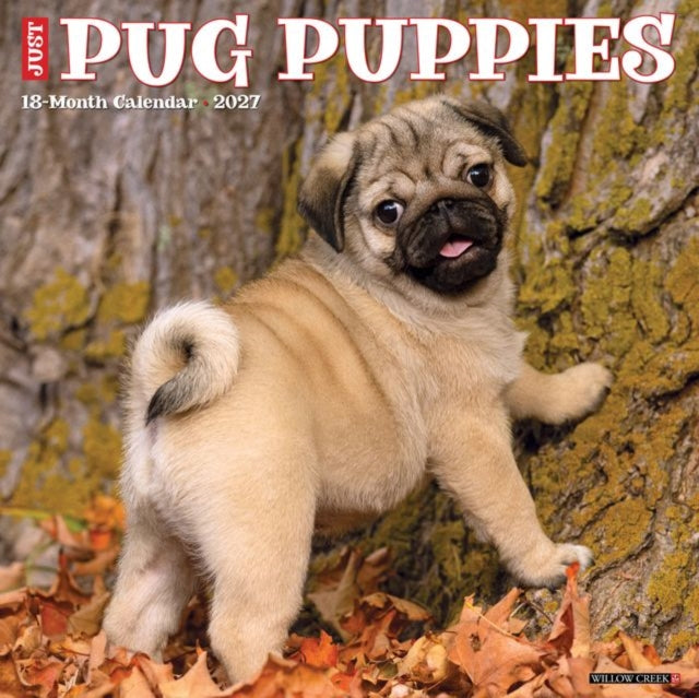 Pug Puppies 2027 Wall