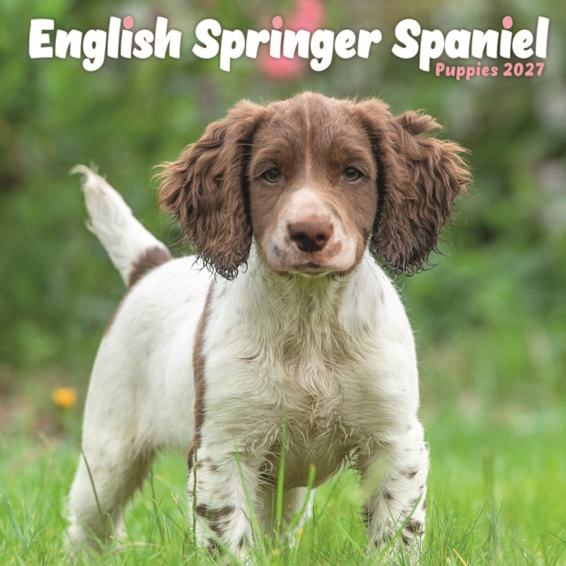 English Springer Spaniel Puppies Mini