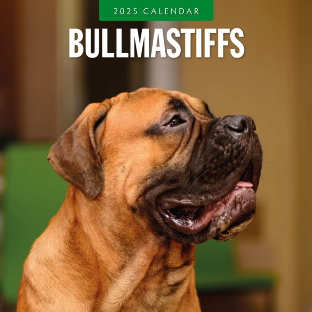 Bullmastiffs 2025 Square Wall Calendar