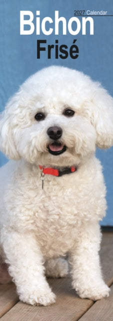 Bichon Frise Slim