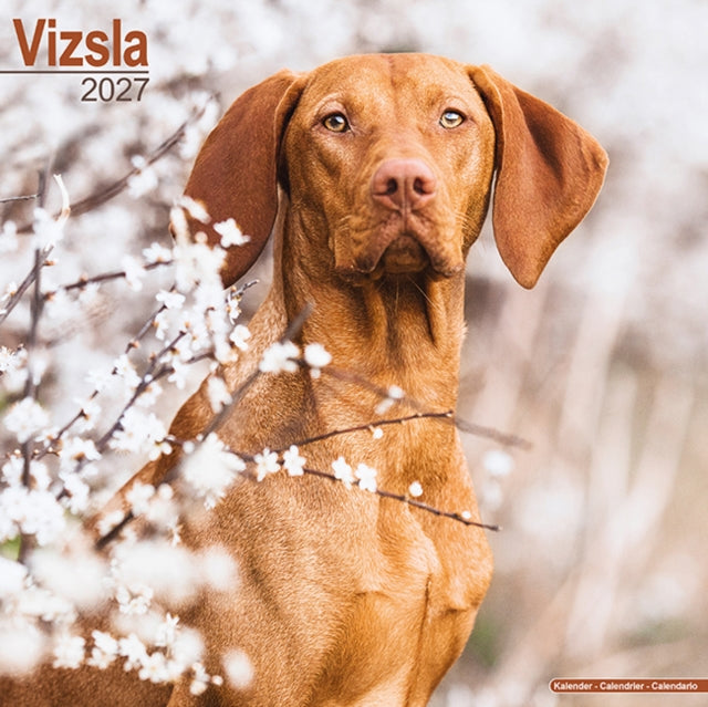 Vizsla Wall
