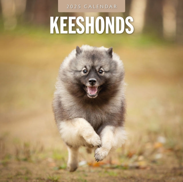 Keeshonds 2025 Square Wall Calendar