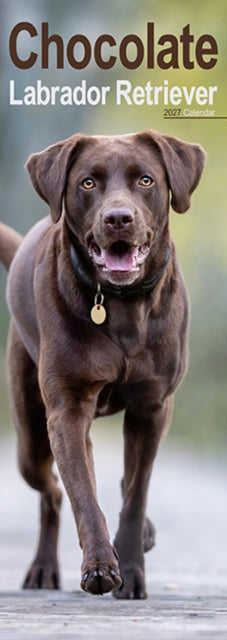 Labrador Retriever Chocolate Slim