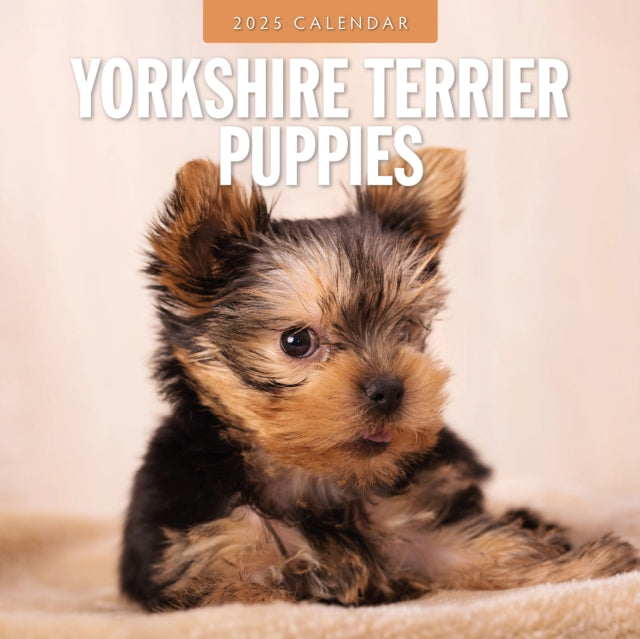 Yorkshire Terrier Puppies 2025 Square Wall Calendar