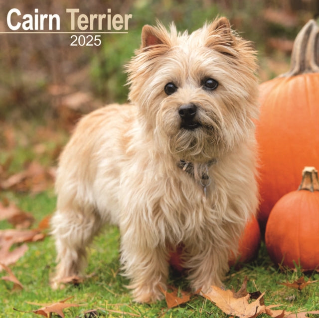 Cairn Terrier Square Wall Calendar 2025