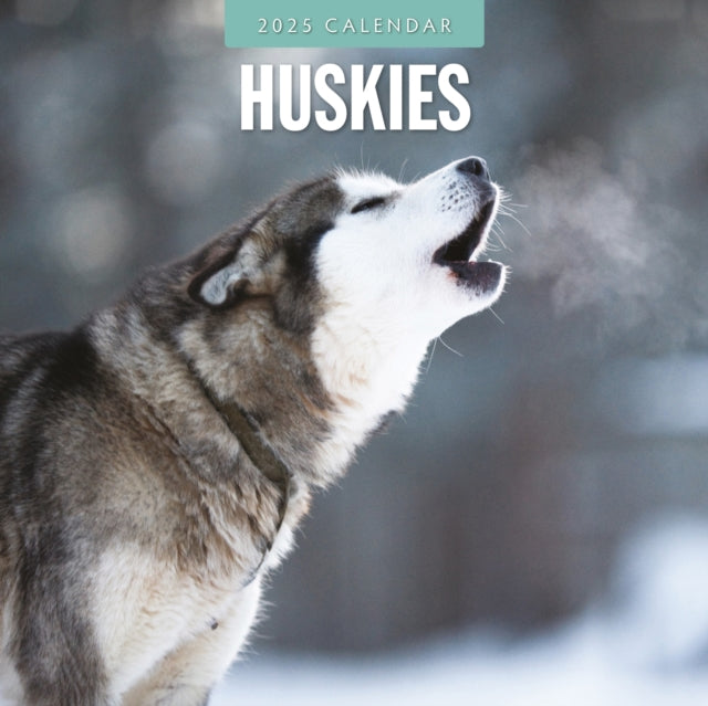 Huskies 2025 Square Wall Calendar