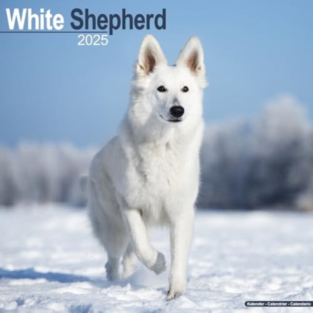 White Shepherd Calendar 2025  Square Dog Breed Wall Calendar - 16 Month