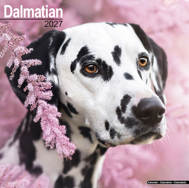 Dalmatian Wall