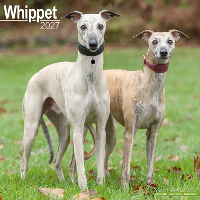 Whippet Wall